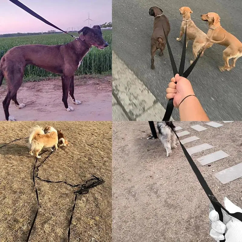 Long Strong Nylon Dog Leash - Training & Walking Lead, 10m/15m/20m (33/49/66 ft) for Small to Large Dogs & Puppies