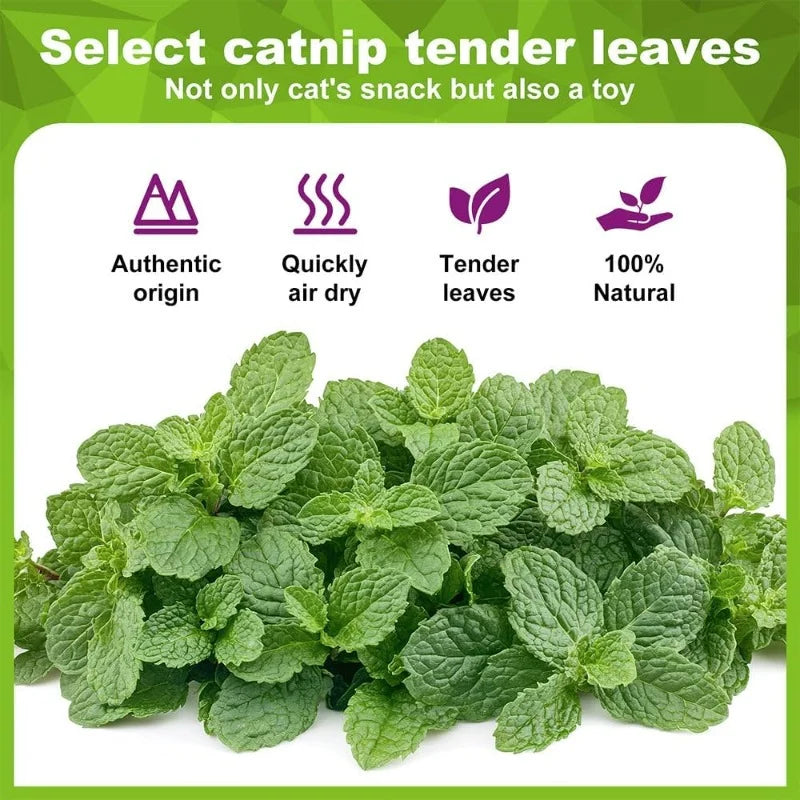 Natural Catnip Balls 5/10/20-Pack Lickable Kitten Toy for Cats