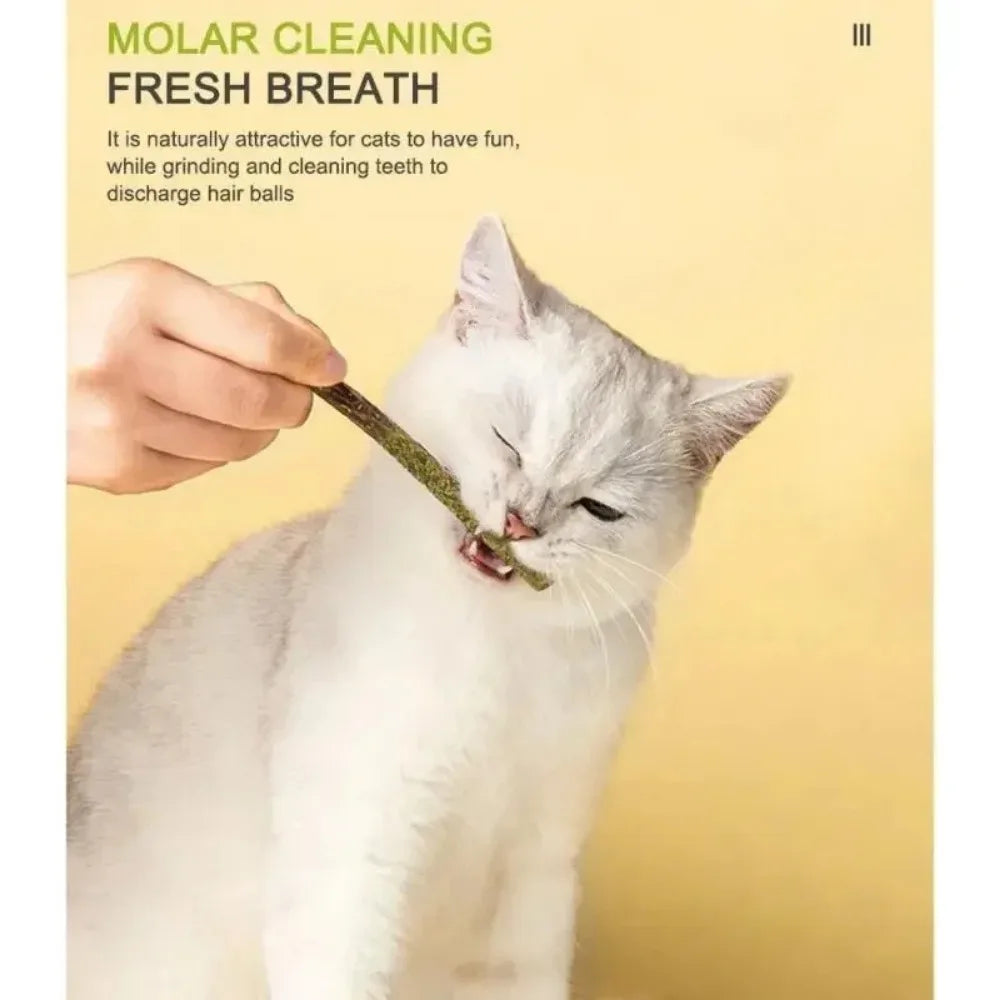 6-Pack Natural Matatabi (Silvervine) Cat Sticks with Mint – Teeth Cleaning Chew Toys for Cats